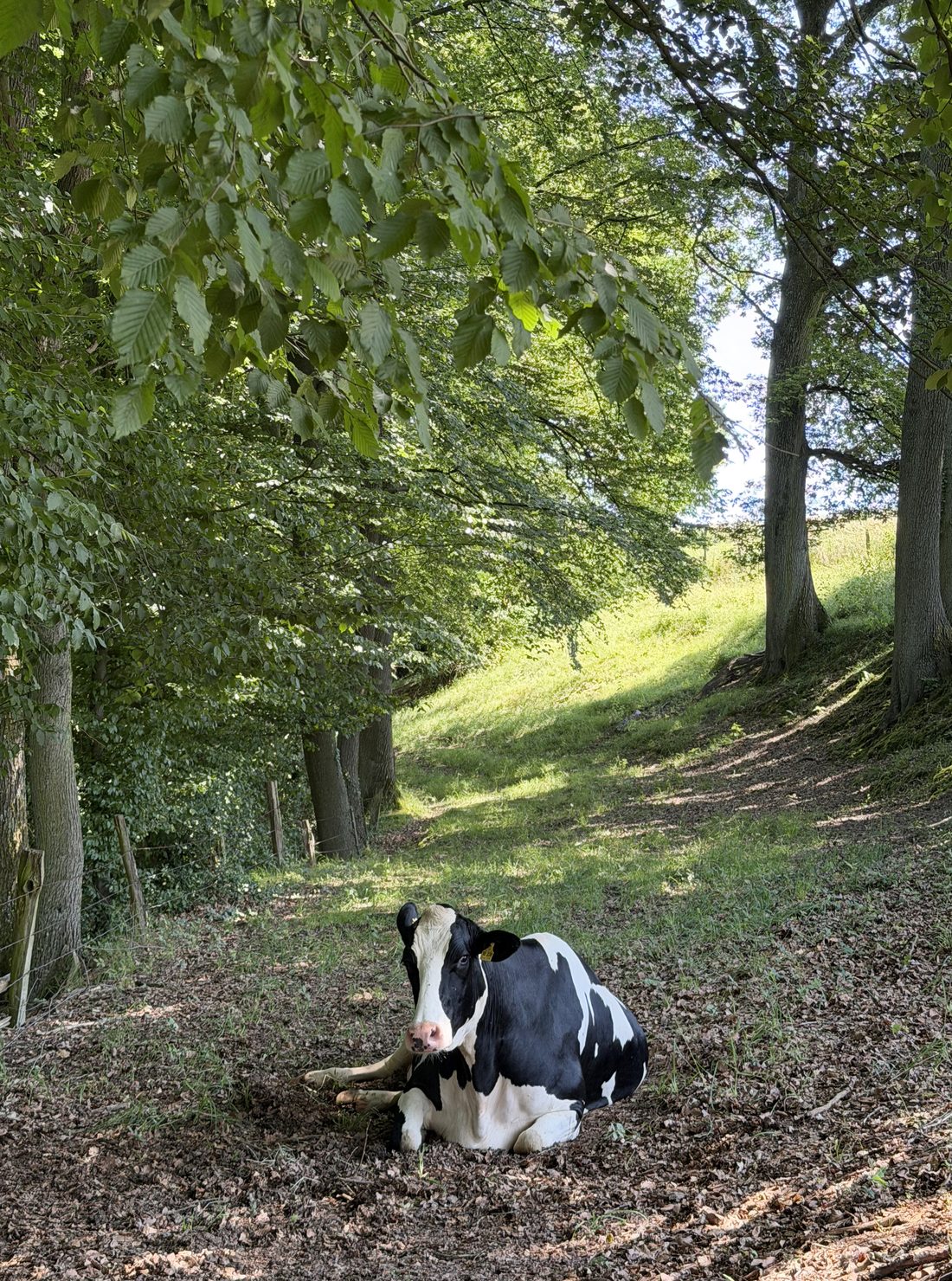 Anni, Bild 3 von 6