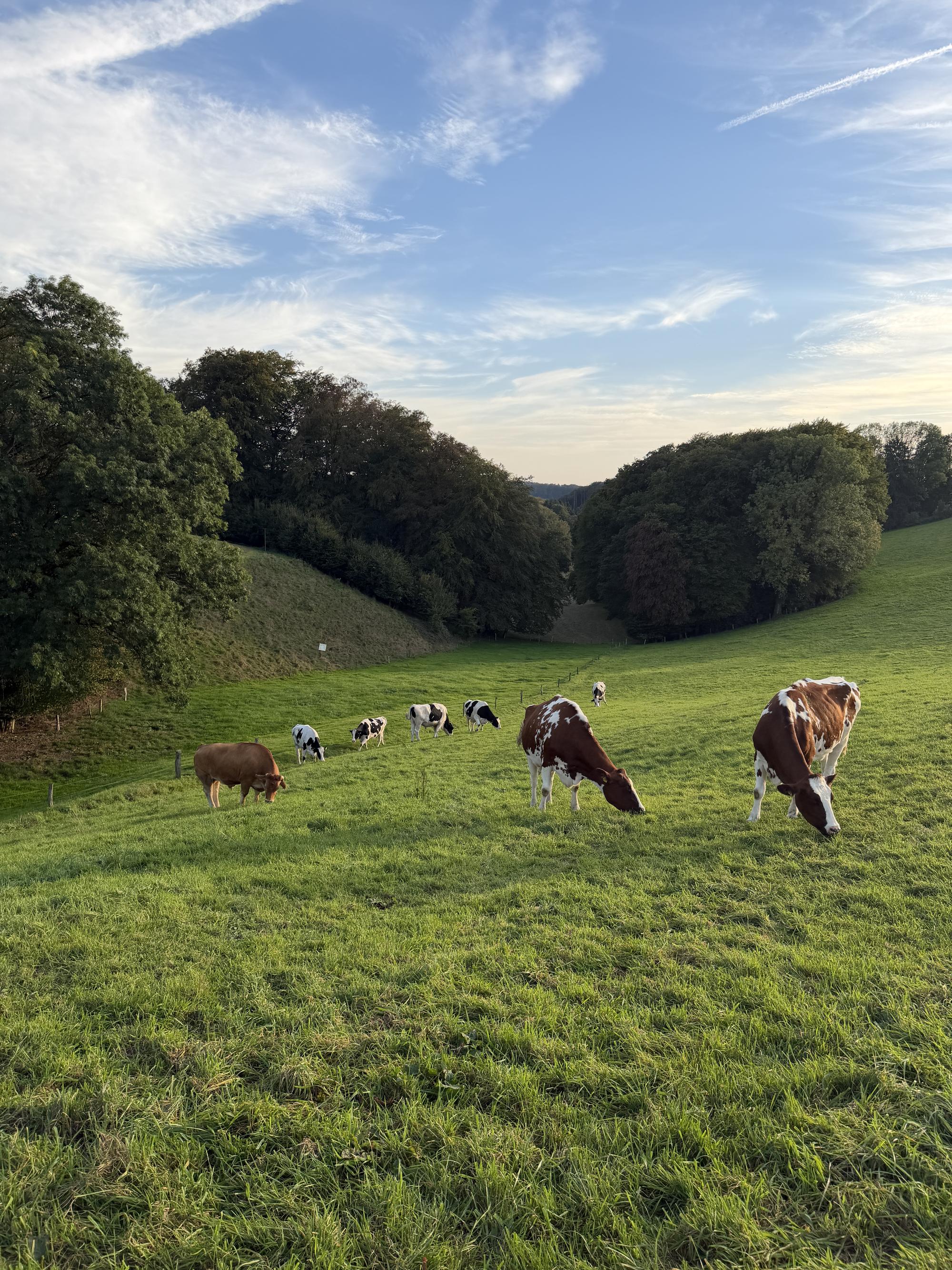 Kühe grasen auf einer sonnigen Hangweide