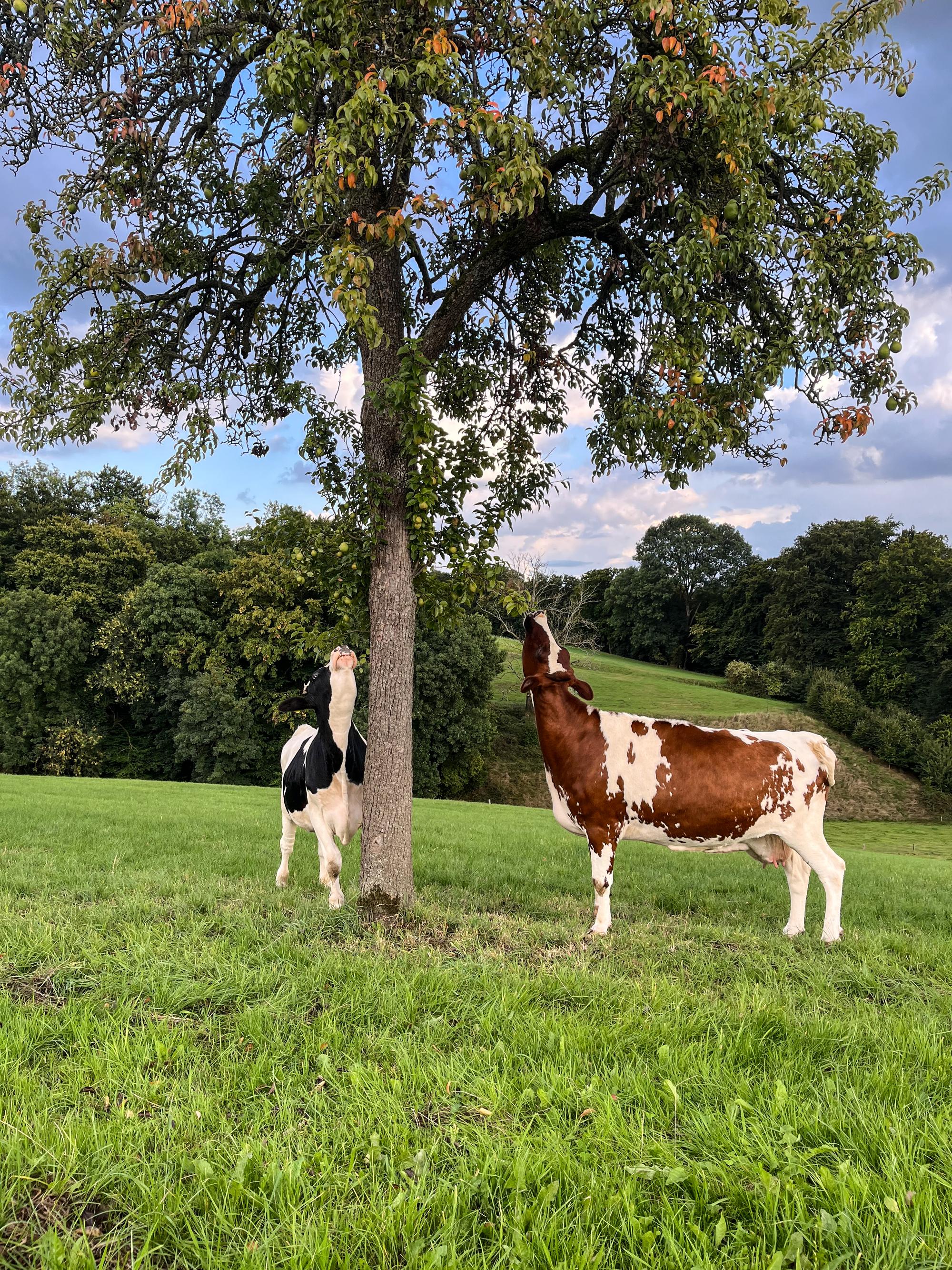 Zwei Kühe fressen Blätter von einem Baum