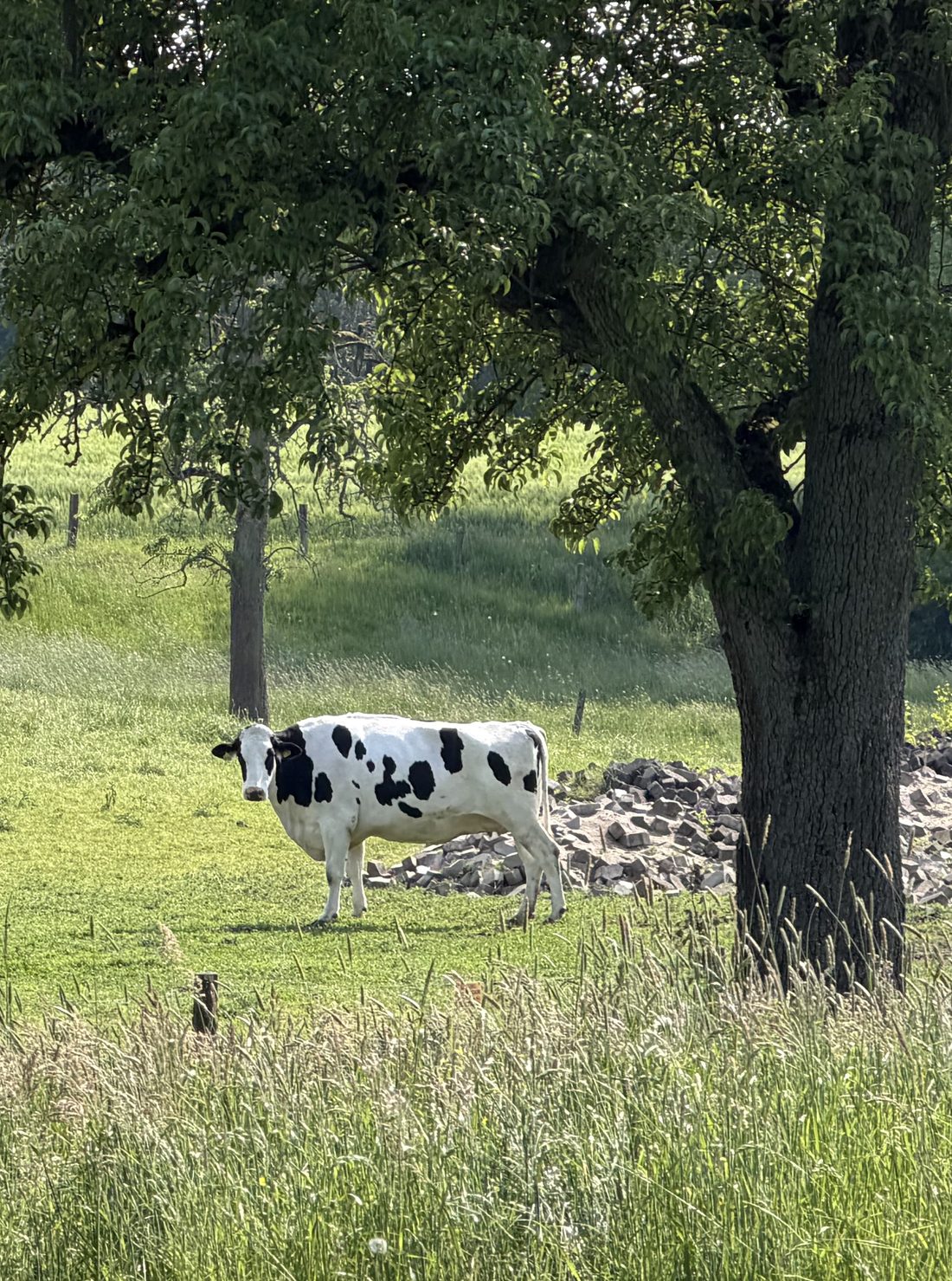 Leni, Bild 5 von 5