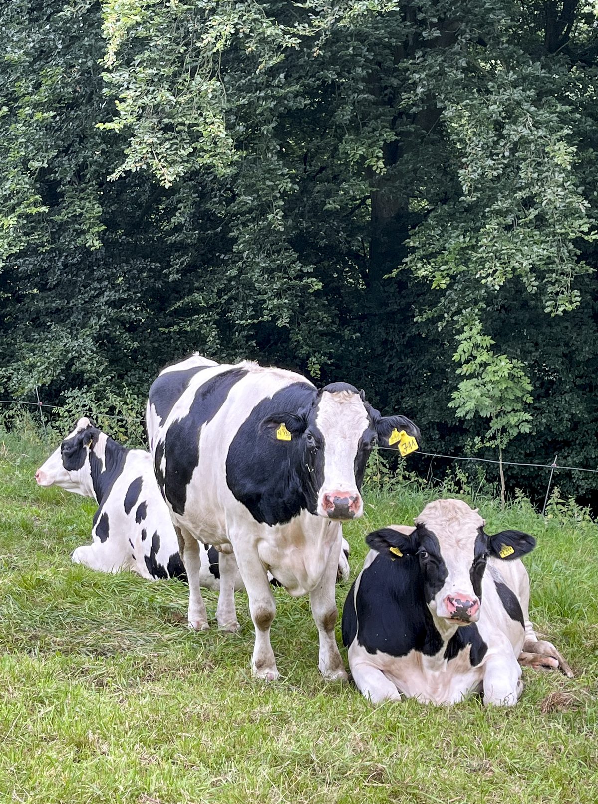 Madeleine mit zwei Kälbern auf der Wiese