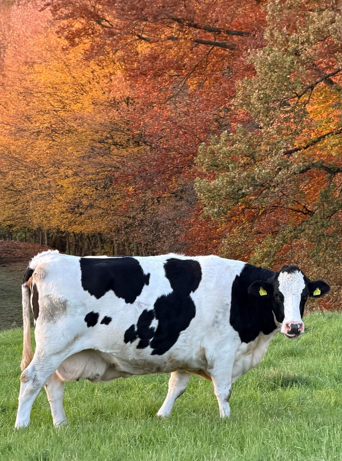 Madeleine, Bild 2 von 5