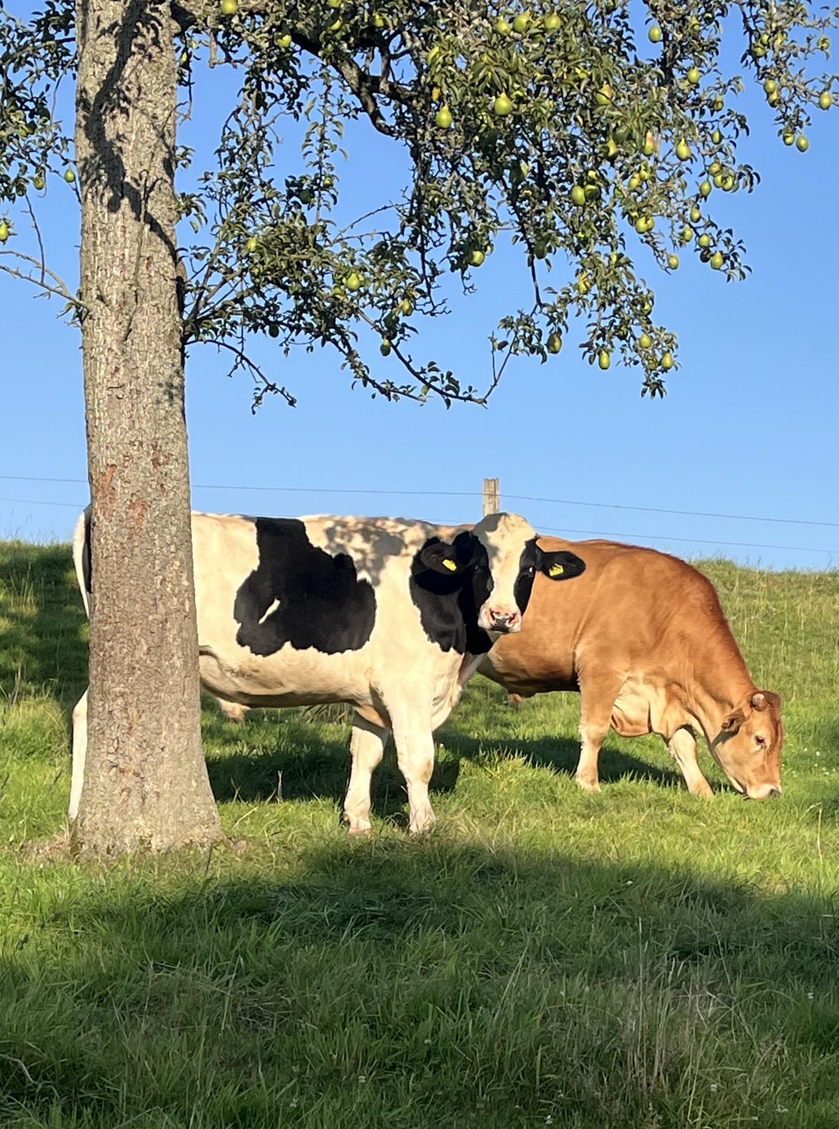 Teddy und eine Kuh unter einem Obstbaum