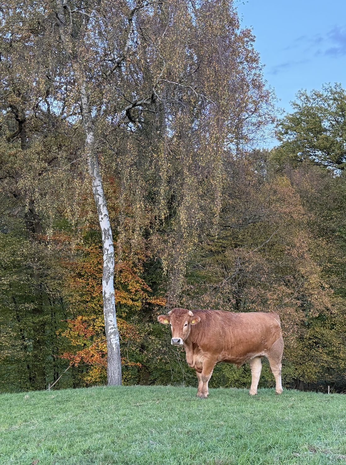 Teddy, Bild 4 von 5