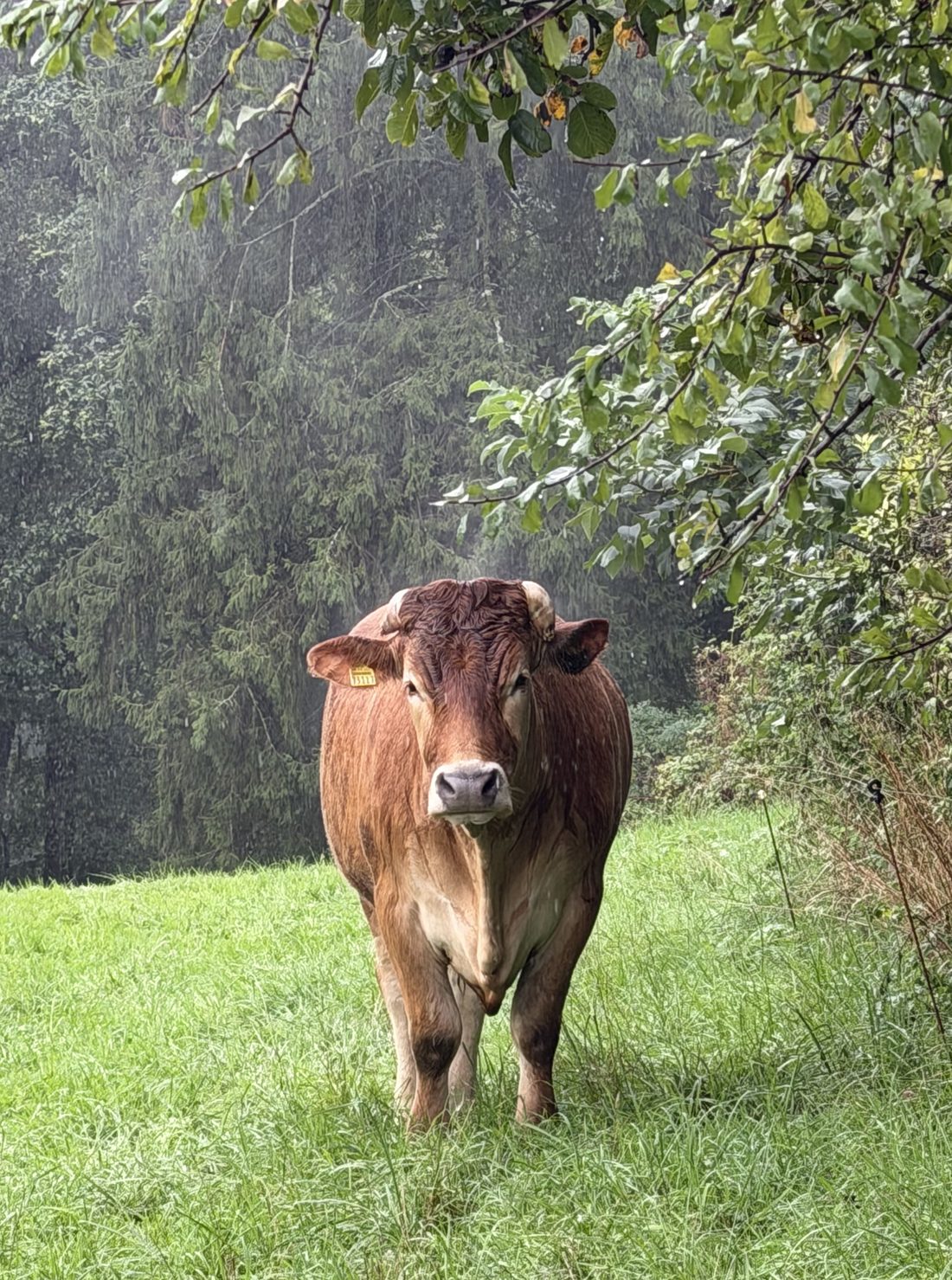 Teddy, Bild 5 von 5